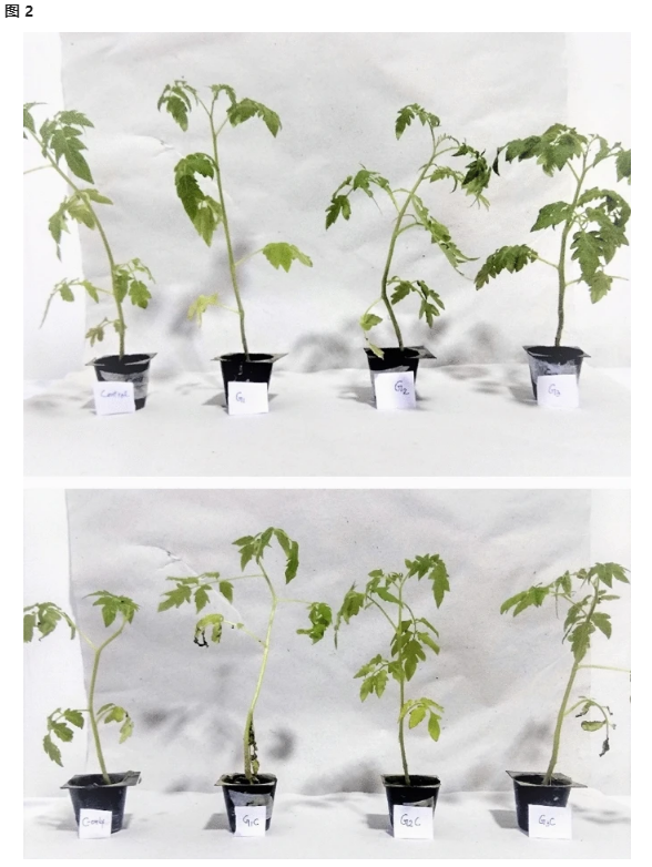 古特生物 古特生物