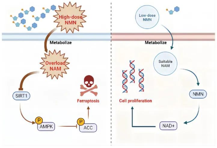 古特生物 古特生物