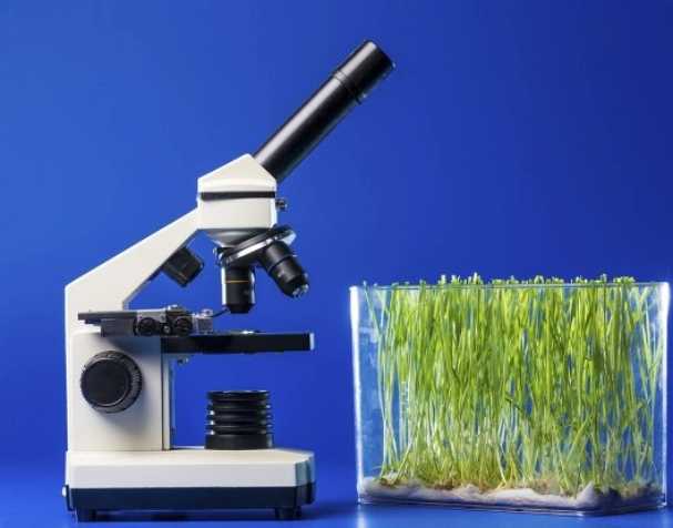 促進幼苗跟葉生長 促進幼苗跟葉生長