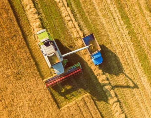 谷胱甘肽在多種非生物脅迫中的作用 谷胱甘肽在多種非生物脅迫中的作用