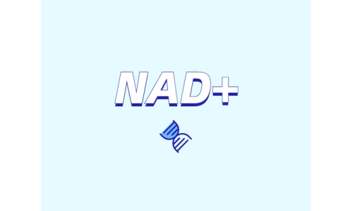 關于NAD+需要了解什么？
