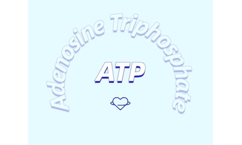 運動補劑新探索：ATP補充劑的優勢